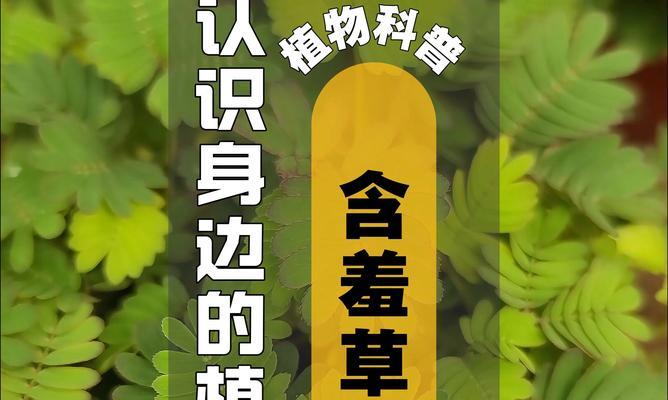 含羞草的养护方法是什么？