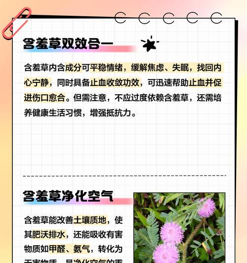 含羞草的养护方法是什么？