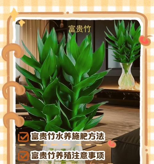 富贵竹换水的正确方法和注意事项？
