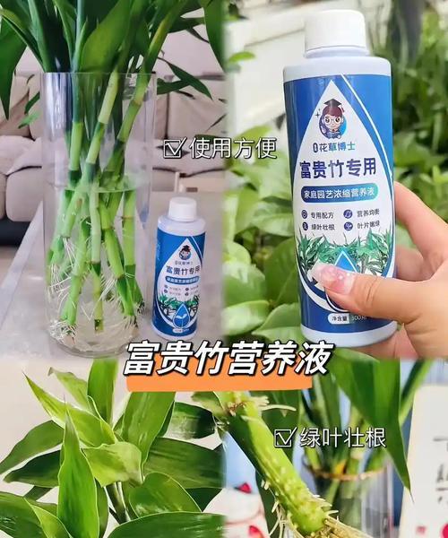 富贵竹换水的正确方法和注意事项？