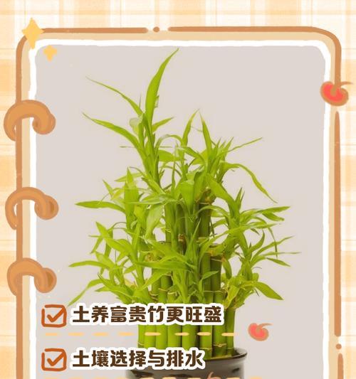富贵竹换水的正确方法和注意事项？