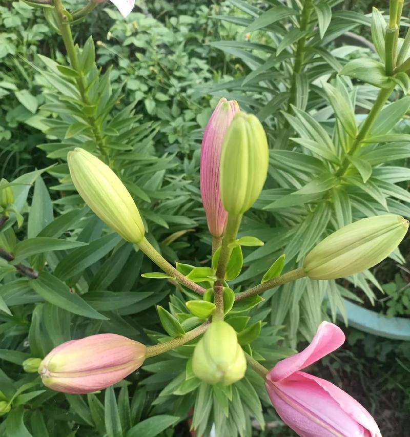 怎么养百合花才能花开富贵？百合花养护的要点？