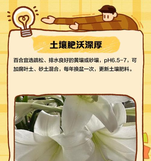 怎么养百合花才能花开富贵？百合花养护的要点？