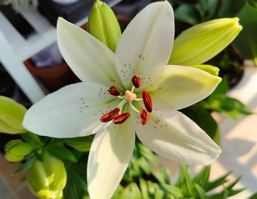 怎么养百合花才能花开富贵？百合花养护的要点？