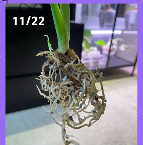 龟背竹根部腐烂的处理方法是什么？