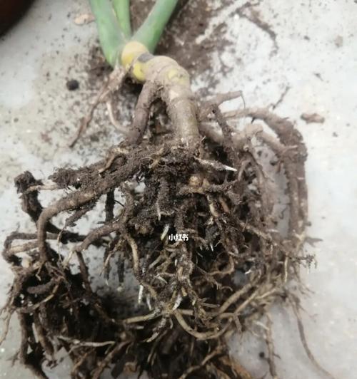 龟背竹根部腐烂的处理方法是什么？