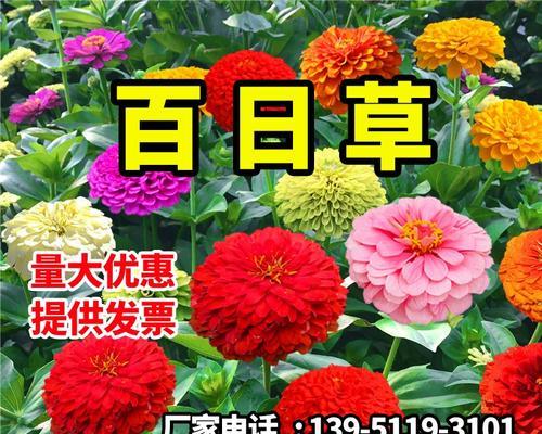 百日草播种技巧有哪些？如何保证高成活率？