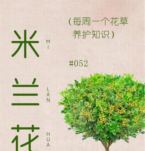 米兰植物常出现哪些病虫害？如何有效防治？