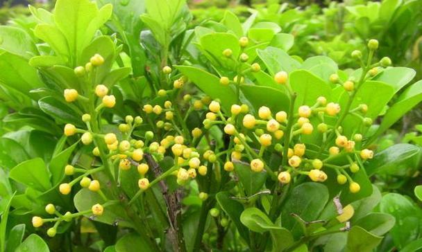 米兰植物常出现哪些病虫害？如何有效防治？