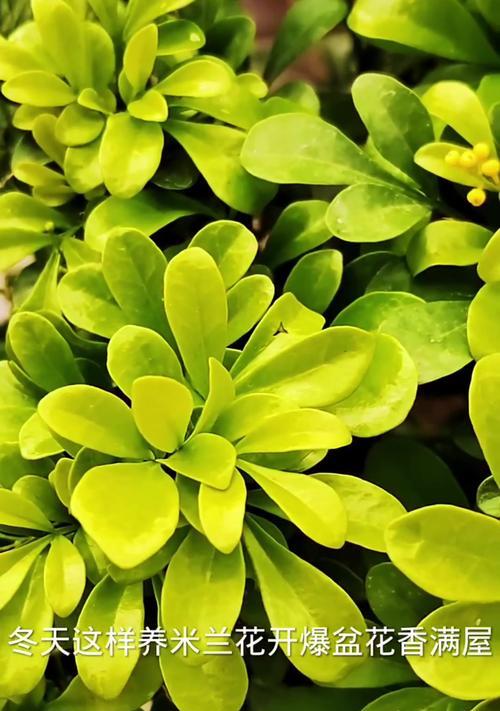 米兰植物常出现哪些病虫害？如何有效防治？