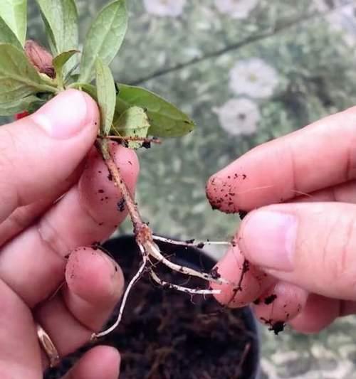 杜鹃花繁殖技巧与注意事项？