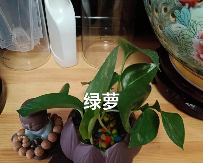 绿萝转水培的方法是什么？如何将绿萝成功转为水培？