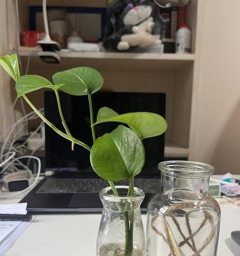 绿萝转水培的方法是什么？如何将绿萝成功转为水培？