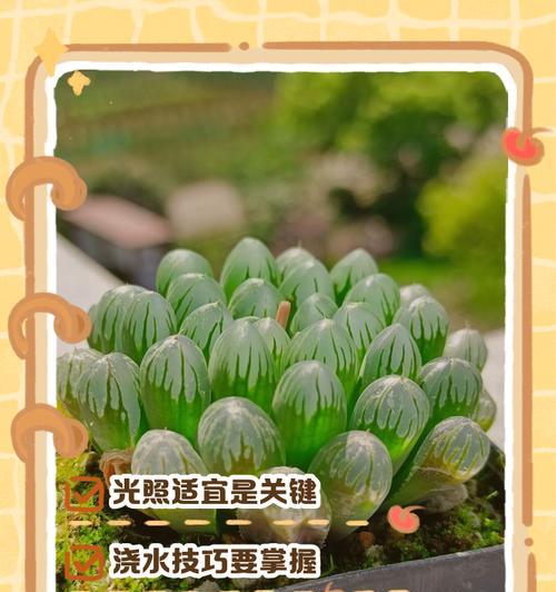 毛玉露有多少种？毛玉露品种的选择技巧是什么？