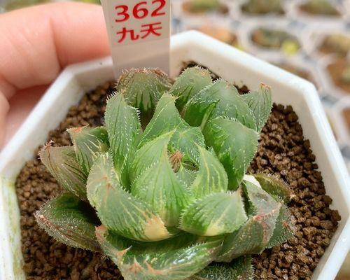 毛玉露有多少种？毛玉露品种的选择技巧是什么？