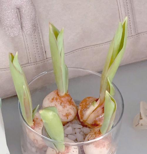 郁金香品种繁多如何挑选？郁金香的种植和养护要点是什么？