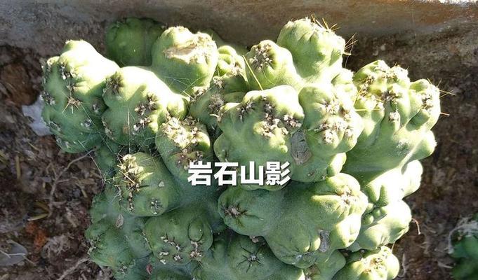 山影拳品种的生长习性是什么？山影拳品种如何繁殖？