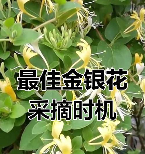 金银花什么时候换盆？金银花换盆的最佳时机和步骤是什么？