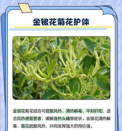 金银花什么时候换盆？金银花换盆的最佳时机和步骤是什么？
