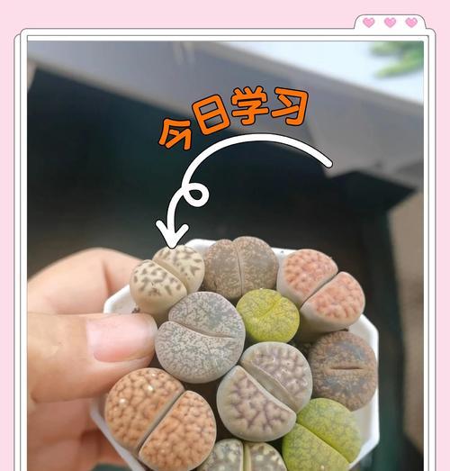 生石花开花后养护方法是什么？