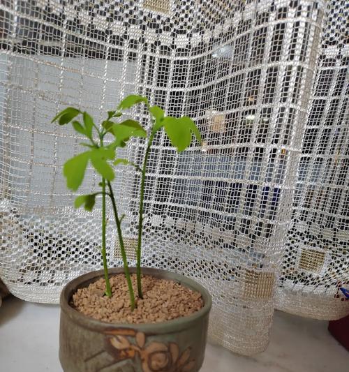 银杏盆栽应该使用哪种土壤？