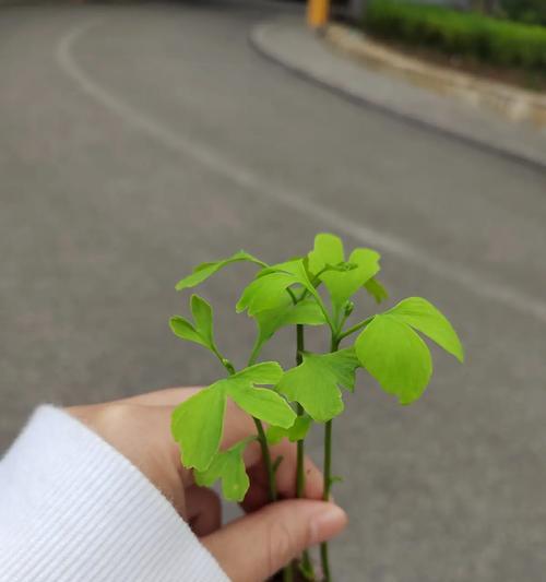 银杏盆栽应该使用哪种土壤？