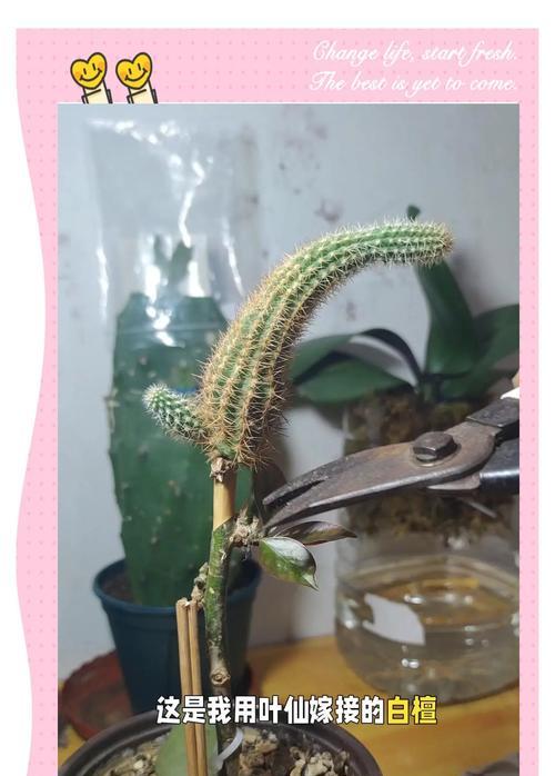 蟹爪兰快速成活的嫁接技巧是什么？