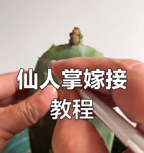 蟹爪兰快速成活的嫁接技巧是什么？