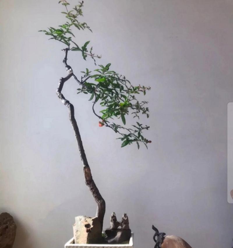 石榴盆景适合用哪些品种？如何打造完美盆景？
