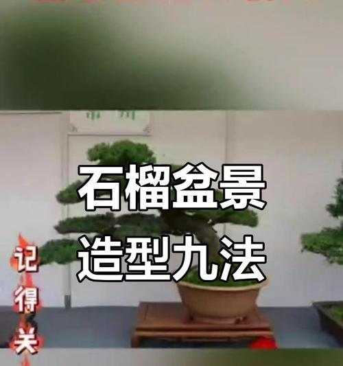 石榴盆景适合用哪些品种？如何打造完美盆景？