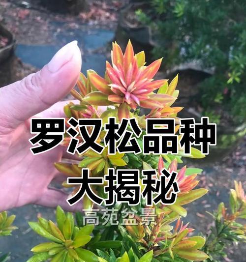 罗汉松有哪些品种？各自的特性是什么？