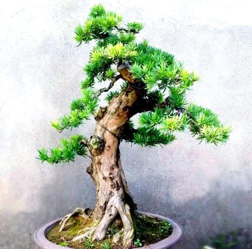 罗汉松有哪些品种？各自的特性是什么？