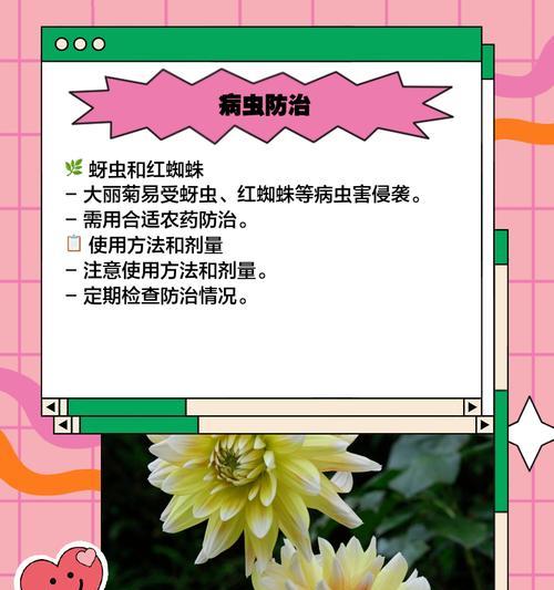 大丽菊种子播种的正确步骤？