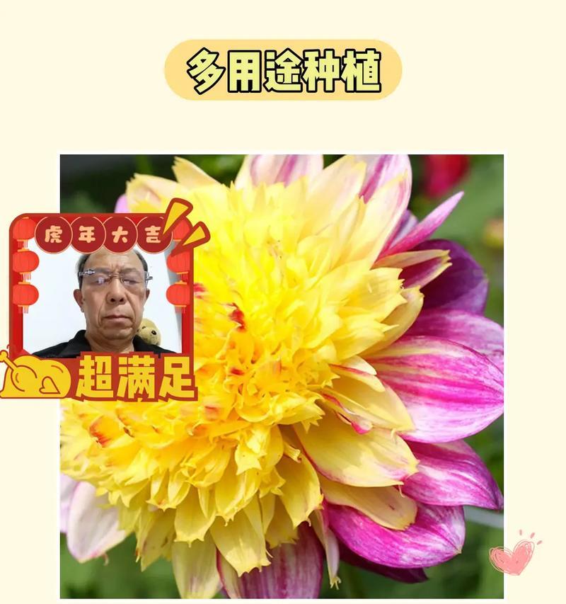 大丽菊种子播种的正确步骤？