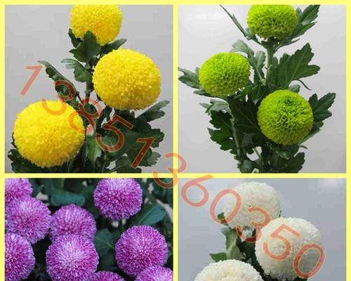 菊花品种有哪些？如何养护菊花品种？