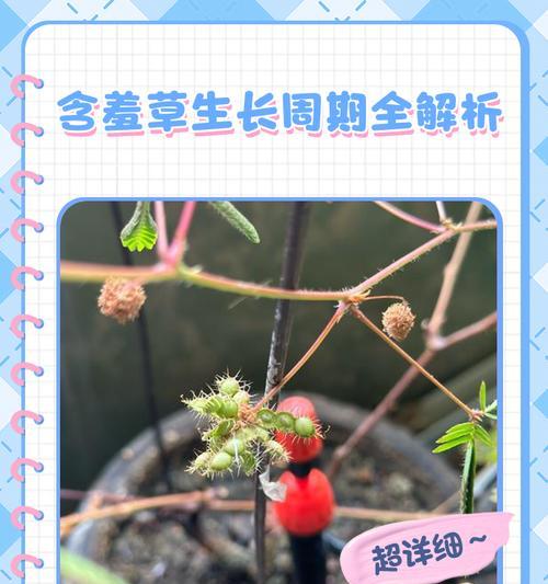 含羞草的种子播种方法是什么？