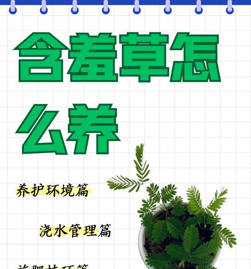 含羞草的种子播种方法是什么？