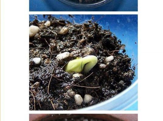 含羞草的种子播种方法是什么？