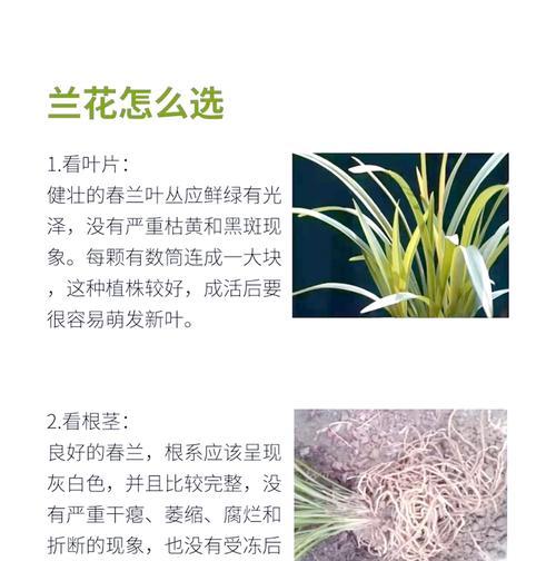 冬季兰花养护要点是什么？如何让兰花安全过冬？