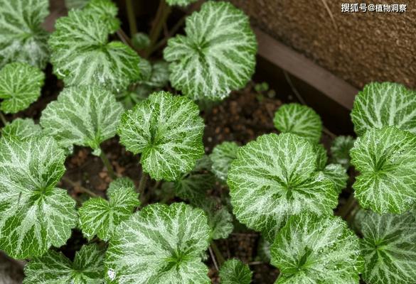 虎耳草的养护要点是什么？怎样让虎耳草的叶子更加翠绿？