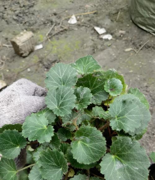 虎耳草的养护要点是什么？怎样让虎耳草的叶子更加翠绿？