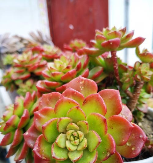 蒂亚在夏季的养护技巧有哪些？