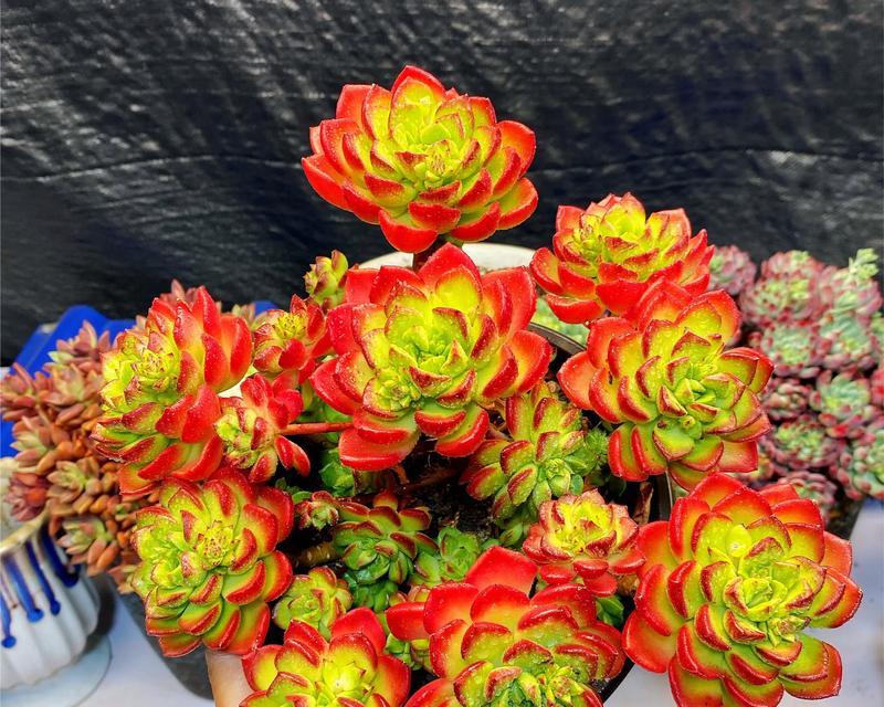 蒂亚在夏季的养护技巧有哪些？