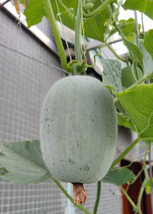 盆景种植需要注意哪些事项？如何正确种植？
