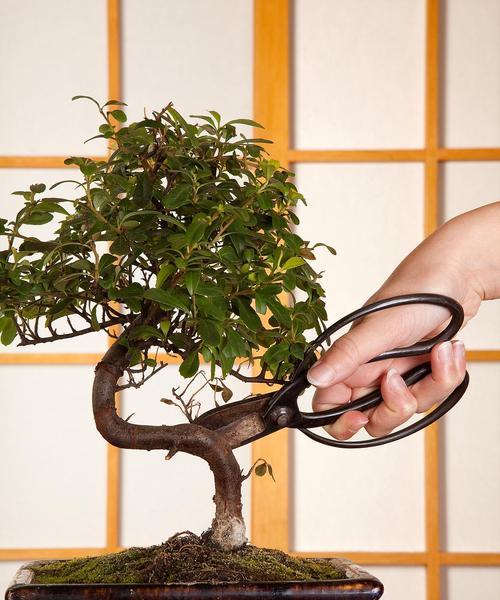 盆景种植需要注意哪些事项？如何正确种植？