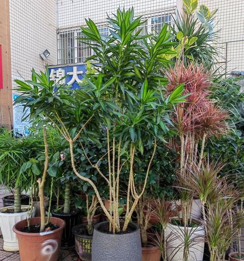 盆景种植需要注意哪些事项？如何正确种植？