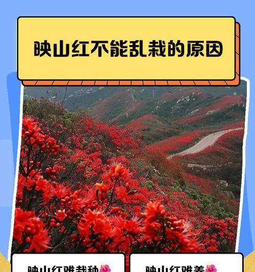 映山红种植的正确步骤是什么？