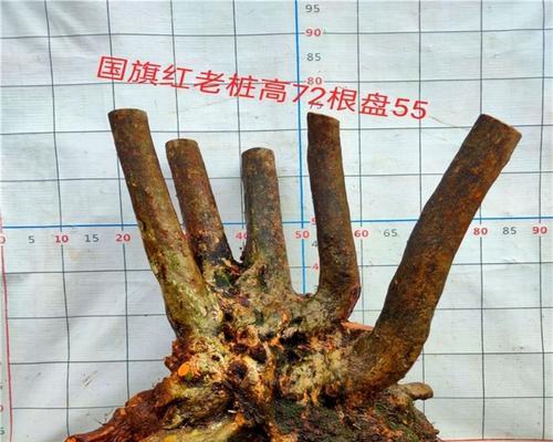 映山红种植的正确步骤是什么？