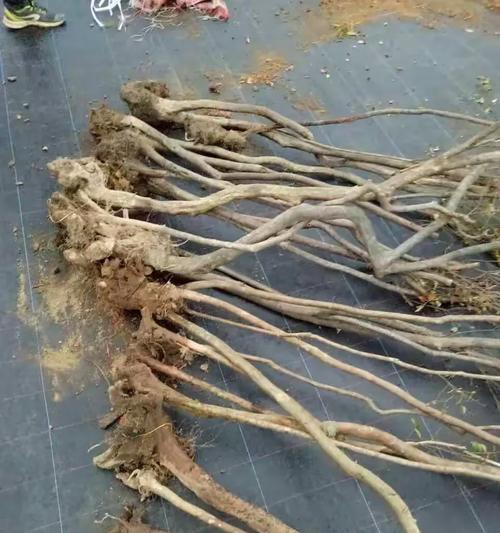 映山红种植的正确步骤是什么？