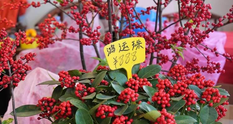 花市品种有哪些？如何选择适合的花市品种？